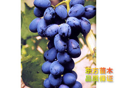 神奇無(wú)核葡萄
