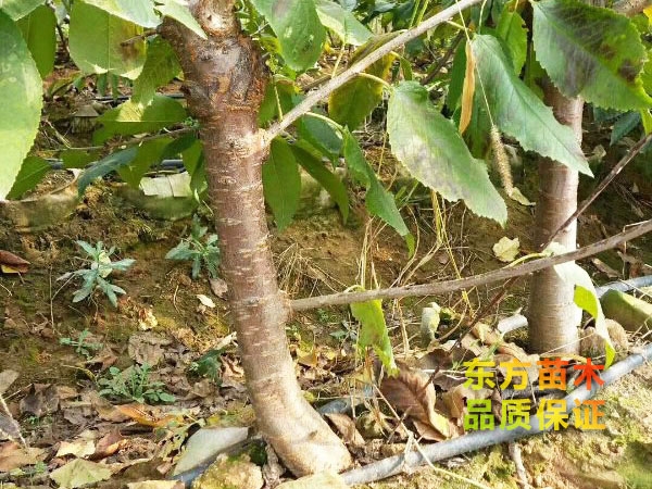 櫻桃苗的修剪小技巧