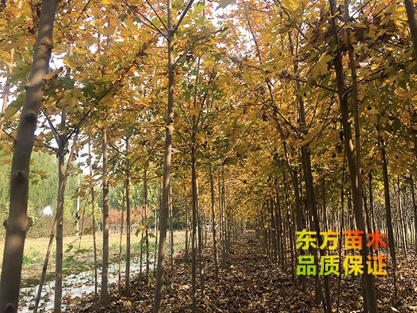 美國紅楓