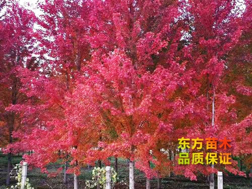 綠化樹(shù)皮破損的處理方法