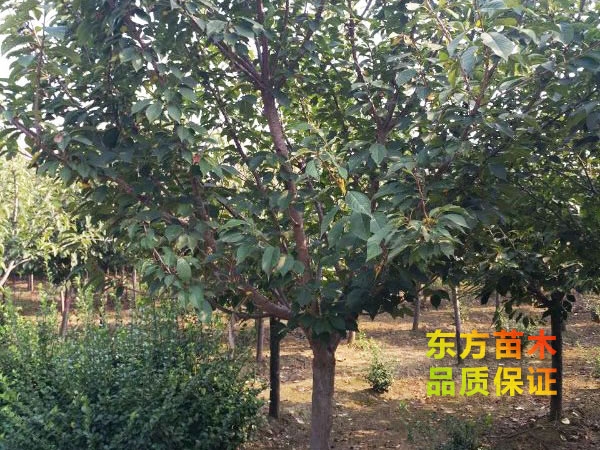 養(yǎng)分對(duì)綠化苗有哪些影響