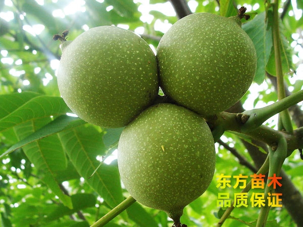 果樹(shù)苗為什么會(huì)出現(xiàn)僵苗